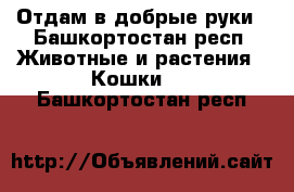 Отдам в добрые руки - Башкортостан респ. Животные и растения » Кошки   . Башкортостан респ.